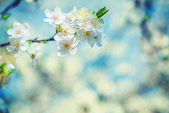 Blossoming branch of cherry tree on blurred background instagram stock photos Blossoming branch of cherry tree on blurred background instagram stock photos