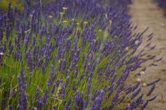 Blossoming lavander цветет на поле, более близком взгляде стоковое фото rf Blossoming lavander цветет на поле, более близком взгляде стоковое фото rf