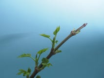Blossoming maple leaves the us. Blue background. It& x27;s spring. stock photos Blossoming maple leaves the us. Blue background. It& x27;s spring. stock photos