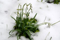 Blossoming nivalis l Galanthus snowdrop снег-белые Среди снега стоковые фото Blossoming nivalis l Galanthus snowdrop снег-белые Среди снега стоковые фото