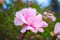 Blossoming peony flowers in the garden, natural seasonal floral background stock photos Blossoming peony flowers in the garden, natural seasonal floral background stock photos