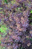 The blossoming purple barberry of Tunberg Berberis thunbergii D stock photo The blossoming purple barberry of Tunberg Berberis thunbergii D stock photo