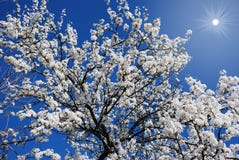 Blossoming Tree Royalty Free Stock Photography