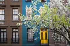 Blossoming tree, apartment building, Manhattan, New York City