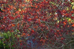 The blossoming tree branch in the spring. royalty free stock photo The blossoming tree branch in the spring. royalty free stock photo