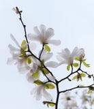 Blossoming Tree Magnolia Royalty Free Stock Image Blossoming Tree Magnolia Royalty Free Stock Image