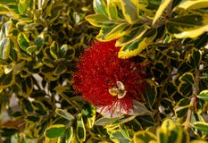 Blossoming цветки callistemon на весеннем дне солнца Селективный фокус стоковая фотография Blossoming цветки callistemon на весеннем дне солнца Селективный фокус стоковая фотография
