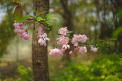 Blossoms with bokeh stock image Blossoms with bokeh stock image