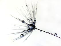 Blow-ball Seed Stock Photo Blow-ball Seed Stock Photo