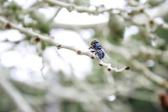 Blow flies, carcasses, knee flies royalty free stock image Blow flies, carcasses, knee flies royalty free stock image