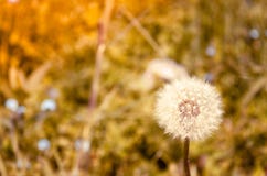 Blowball in den Alpen lizenzfreie stockfotografie Blowball in den Alpen lizenzfreie stockfotografie
