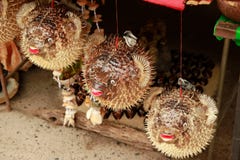 Blowfish of kogelvisvissen in Herinneringswinkel Porcupinefish royalty-vrije stock foto Blowfish of kogelvisvissen in Herinneringswinkel Porcupinefish royalty-vrije stock foto