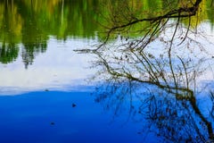 Bloße Niederlassung des Baums reflektiert im Wasser Stockbild Bloße Niederlassung des Baums reflektiert im Wasser Stockbild