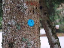 Blu circle sign mark trunk tree close up Stock Photo Blu circle sign mark trunk tree close up Stock Photo
