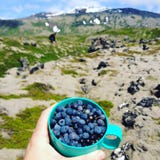 Bluberries in Islanda fotografia stock Bluberries in Islanda fotografia stock