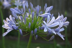 Blue Agapanthus Royalty Free Stock Photography Blue Agapanthus Royalty Free Stock Photography