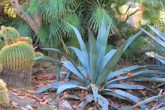 Blue Agave plant royalty free stock photography Blue Agave plant royalty free stock photography