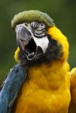 Blue-and-gold Macaw Royalty Free Stock Image