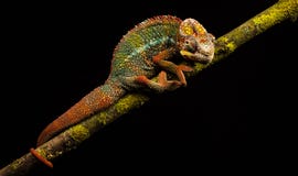 Blue bar panther chameleon Royalty Free Stock Photography Blue bar panther chameleon Royalty Free Stock Photography