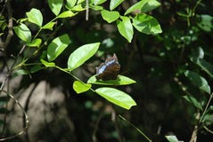 Blue and black Butterfly on the green leaf at the tropical forest stock photography Blue and black Butterfly on the green leaf at the tropical forest stock photography