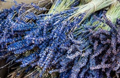 Blue Bunch of Lavender. Lavandula. Aromatic and Perfumed Autumn Flower for many Purposes royalty free stock photography Blue Bunch of Lavender. Lavandula. Aromatic and Perfumed Autumn Flower for many Purposes royalty free stock photography