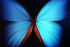 Blue Butterfly Abstract With Zoom Stock Photo Blue Butterfly Abstract With Zoom Stock Photo