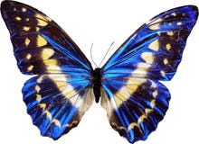 Blue butterfly Royalty Free Stock Photography Blue butterfly Royalty Free Stock Photography