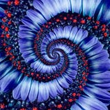 Blue camomile daisy flower spiral abstract fractal effect pattern background. Blue violet navy flower spiral abstract pattern Royalty Free Stock Image Blue camomile daisy flower spiral abstract fractal effect pattern background. Blue violet navy flower spiral abstract pattern Royalty Free Stock Image