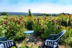 Seat at the countryside. Chairs and small table between blooming foxtail-amaranth flowers in beautiful landscape