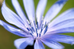 Blue chicory flower closeup Stock Photo Chicory Macro Chicory Macro Blue chicory flower closeup Stock Photo