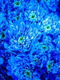 Blue chrysanthemum