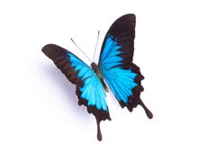 Blue and colorful butterfly on white background stock image Blue and colorful butterfly on white background stock image