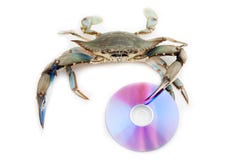 Blue Crab Royalty Free Stock Image - Image: 28814456