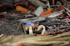 Blue crab on the beach royalty free stock image Blue crab on the beach royalty free stock image