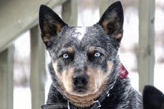 blue eyed blue heeler