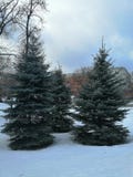 Blue fir trees in the Park in winter royalty free stock images Blue fir trees in the Park in winter royalty free stock images