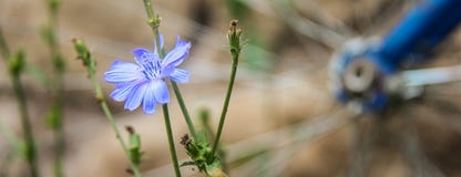 Blue flower of cichorium intybus on the background of defocused vintage bicycle wheel in the village. royalty free stock images Blue flower of cichorium intybus on the background of defocused vintage bicycle wheel in the village. royalty free stock images