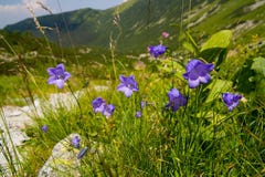 Blue Flowers In The Mountains Stock Photo Blue Flowers In The Mountains Stock Photo