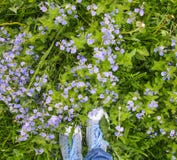 Blue forget-me-nots in the green grass in the summer stock illustration Blue forget-me-nots in the green grass in the summer stock illustration