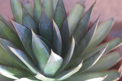 A blue glow agave plant stock photo A blue glow agave plant stock photo
