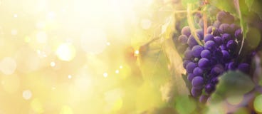 Blue Grapes On The Vine, Wine Variety In The Vineyard, Autumn Natural Background, Banner, Copy Space, Selective Focus Royalty Free Stock Images Blue Grapes On The Vine, Wine Variety In The Vineyard, Autumn Natural Background, Banner, Copy Space, Selective Focus Royalty Free Stock Images