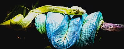 Blue green snake