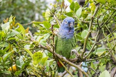 Blue-headed Parrot Sitting On A Tree Royalty Free Stock Photo Blue-headed Parrot Sitting On A Tree Royalty Free Stock Photo