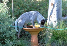 Blue Heeler in the Bird Bath royalty free stock image Blue Heeler in the Bird Bath royalty free stock image