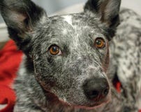 grey heeler