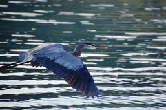 Blue Heron Flying In Baja California Del Sur, Mexico Royalty Free Stock Image Blue Heron Flying In Baja California Del Sur, Mexico Royalty Free Stock Image