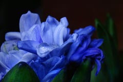 Blue hyacinth drop close-up flower black background spring. Blue hyacinth drop close-up black background spring macro green leaf Stock Photo Blue hyacinth drop close-up flower black background spring. Blue hyacinth drop close-up black background spring macro green leaf Stock Photo