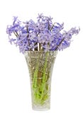 Blue Hyacinthus orientalis flowers (common hyacinth, garden hyacinth or Dutch hyacinth) in a transparent vase, close up Royalty Free Stock Images Blue Hyacinthus orientalis flowers (common hyacinth, garden hyacinth or Dutch hyacinth) in a transparent vase, close up Royalty Free Stock Images