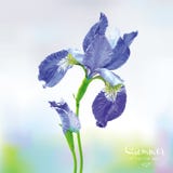 Blue Iris vector flower Stock Photo Blue Iris vector flower Stock Photo