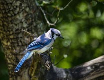 Blue Jay in Apfelbaum II lizenzfreies stockbild Blue Jay in Apfelbaum II lizenzfreies stockbild